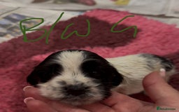 Cocker Spaniel dogs for sale: KC show cocker puppies black white boys - Image 33