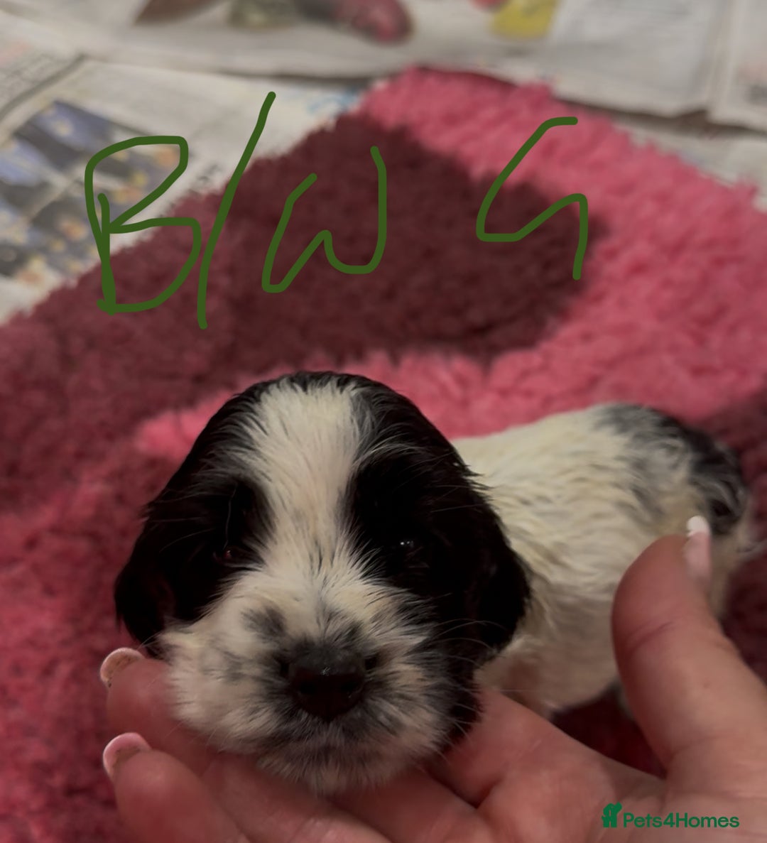 Cocker Spaniel dogs for sale: KC show cocker puppies black white boys - Image 33