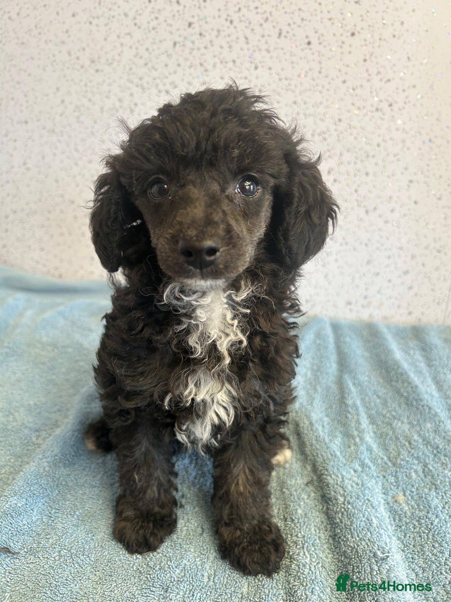 Toy Poodle dogs Two stunning toy poodle puppies  - Advert 2