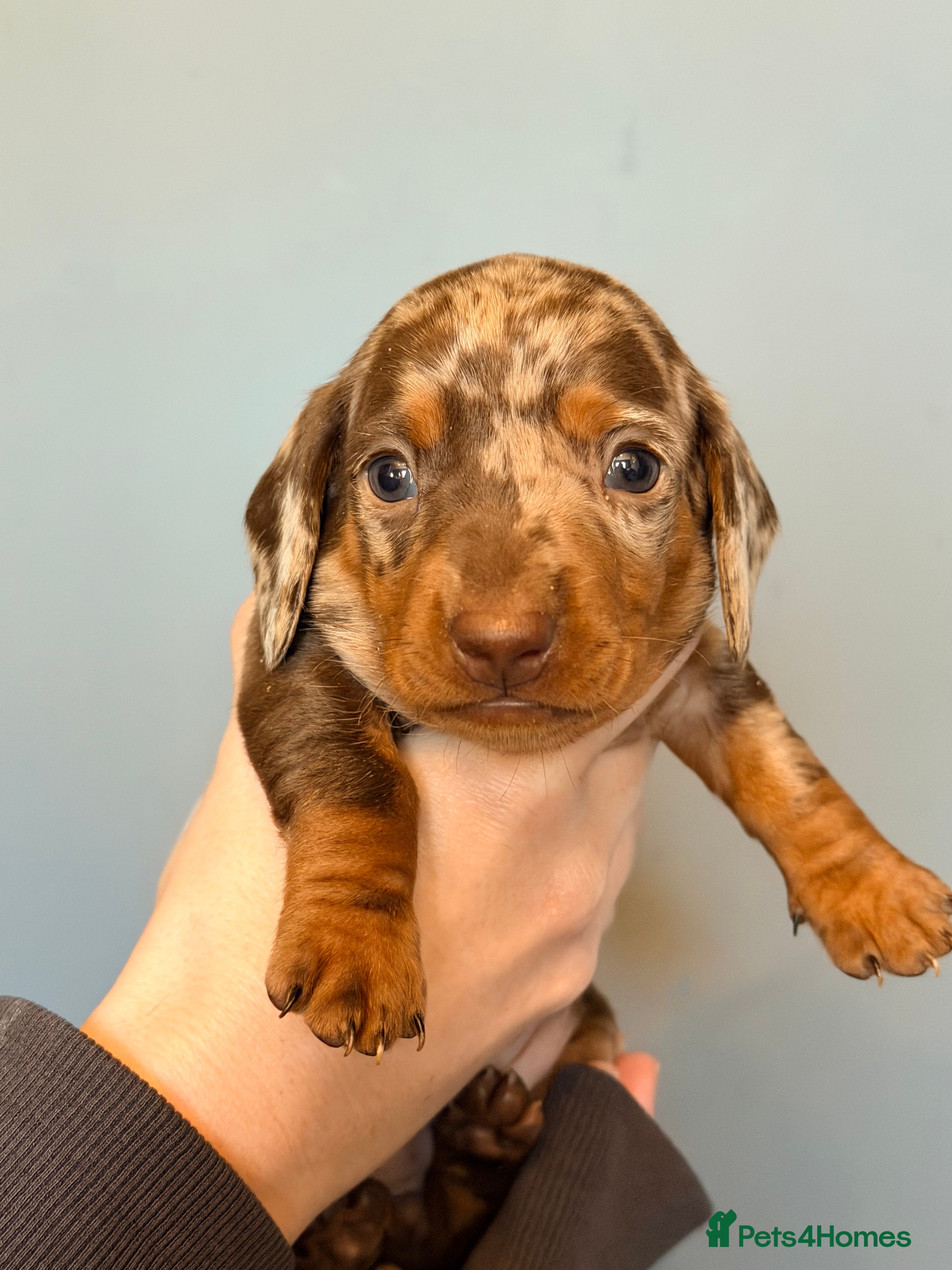 Miniature Dachshund dogs Miniature dapple daschund puppies for sale - Advert 9