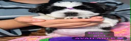 Shih Tzu dogs for sale: Beautiful Shih Tzu Puppies – Boys & Girls - Advert 22