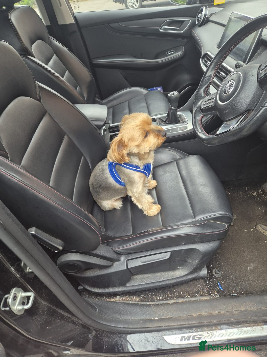 Yorkshire Terrier dogs for stud:  stud my boy for free to take a pick of the litter - Image 1