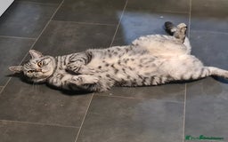 British Shorthair cats for sale: Beautiful British blue bella - Image 6