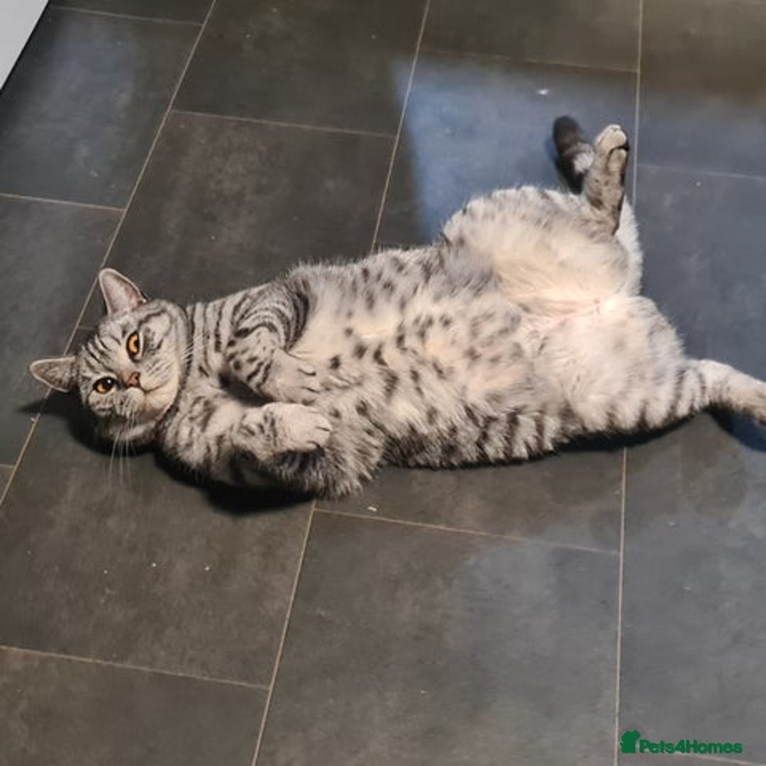 British Shorthair cats for sale: Beautiful British blue bella - Image 6