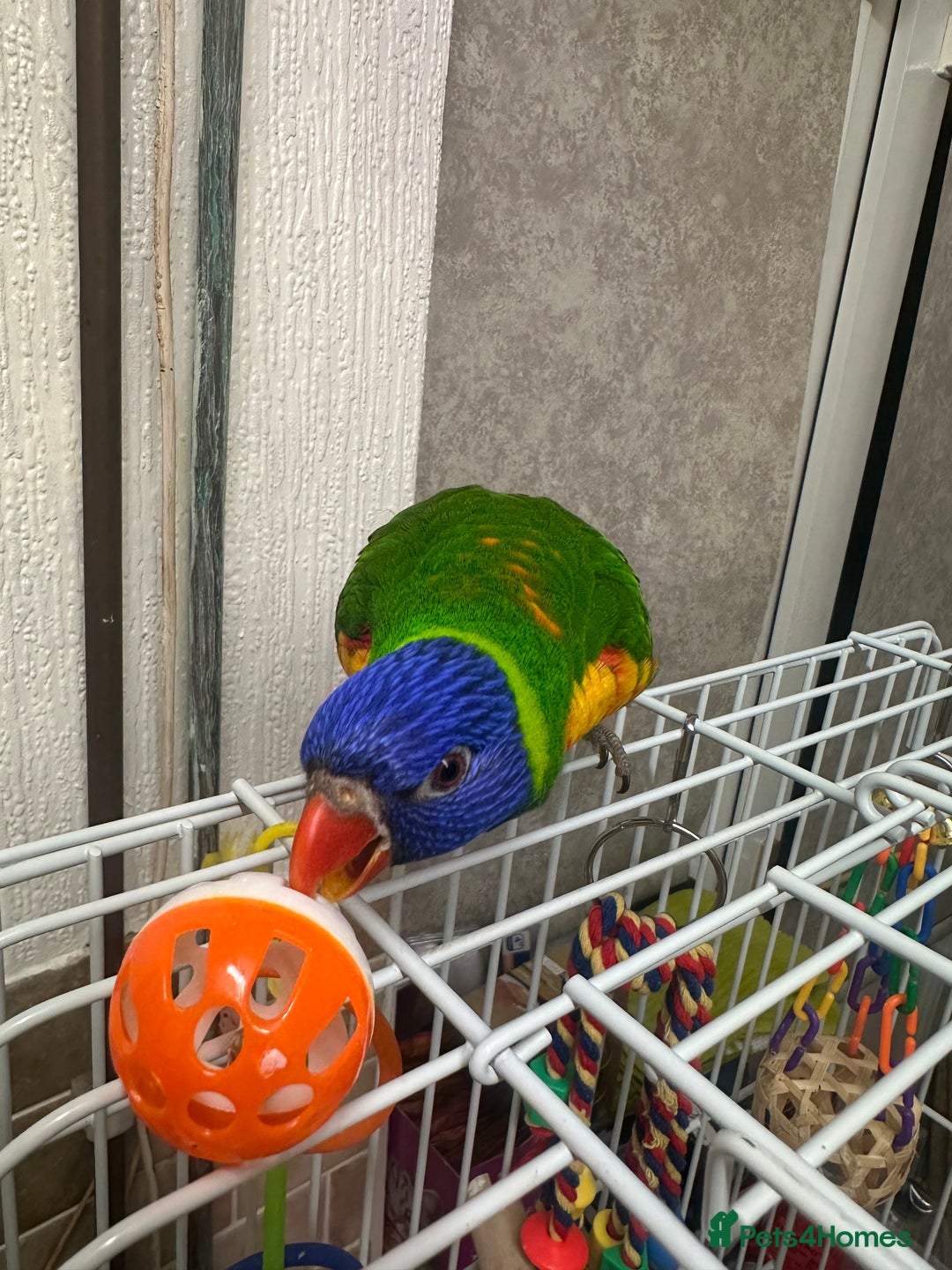 Lorikeets birds for sale: Rainbow Lorikeet - Advert 6