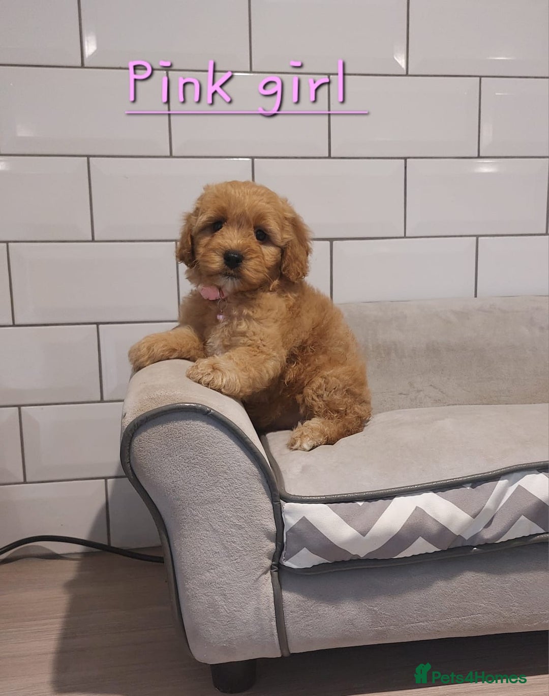 Cavachon dogs for sale: Beautiful Cavapoochons 🥰 - Image 2