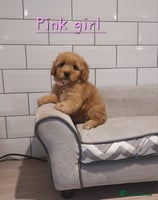 Cavachon dogs - Advert 1