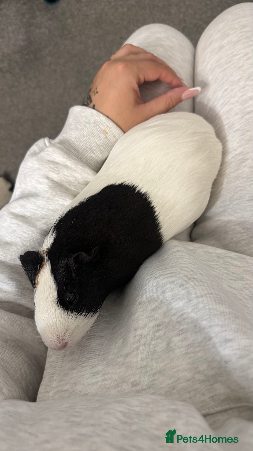 Guinea Pig rodents for sale: 3 Female Guinea Pigs  - Advert 4