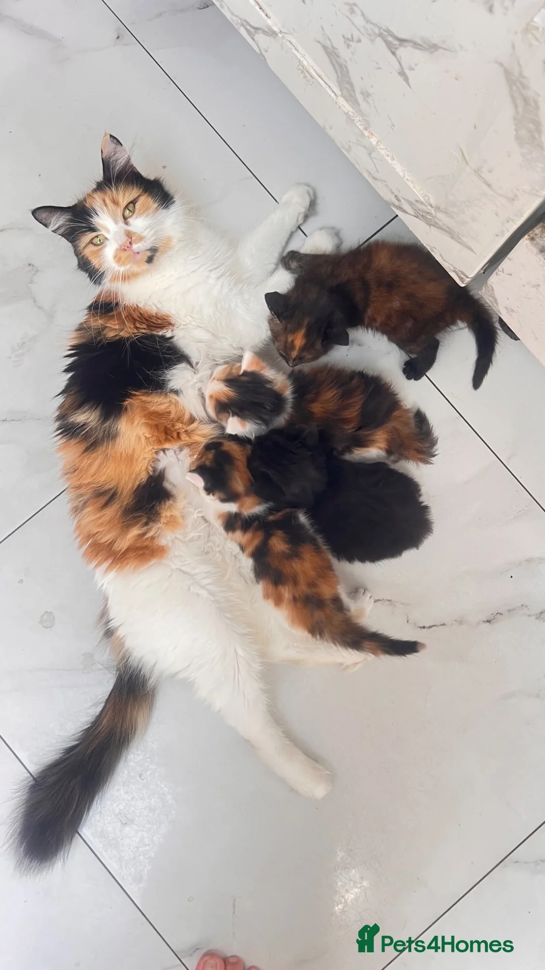 British Longhair cats for sale: Ready to reserve long fur fluffy kitties London  - Advert 2