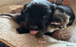 Cocker Spaniel dogs for sale: ONE GORGEOUS WORKING COCKER SPANIEL PUP - Advert 3