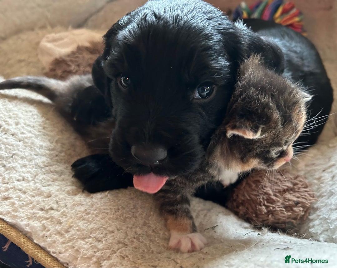 Cocker Spaniel dogs for sale: ONE GORGEOUS WORKING COCKER SPANIEL PUP - Advert 3
