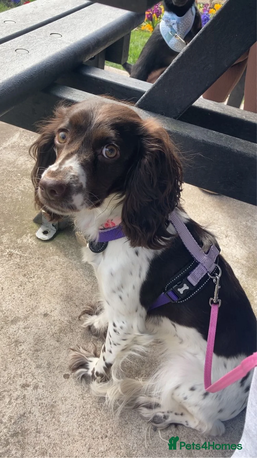 Cocker Spaniel dogs for sale: 2 year old cocker spaniel  - Advert 1