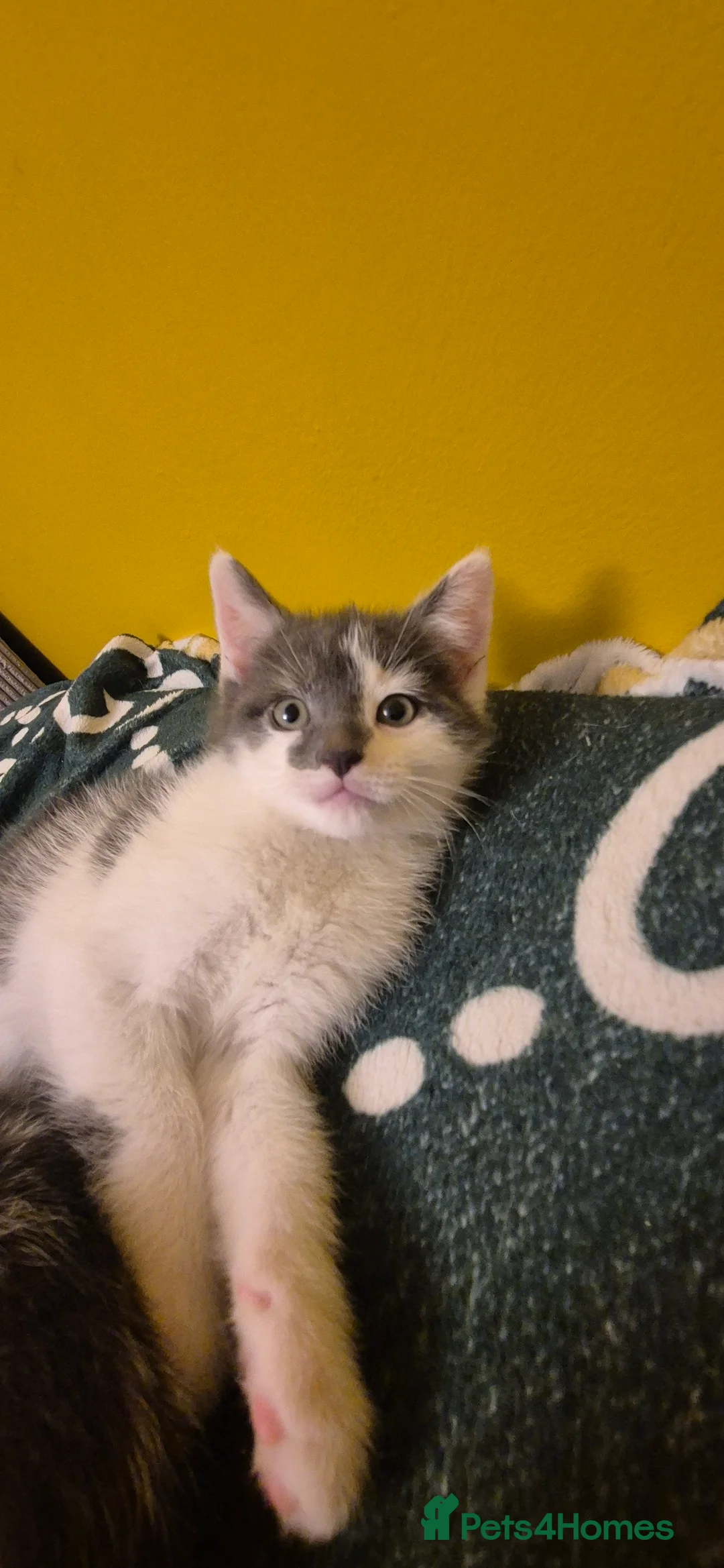Mixed Breed cats for sale: Lovely kittens for sale ready to collect - Advert 2