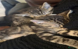 Mixed Breed cats for sale: Kittens available to leave 12th Oct - Image 9