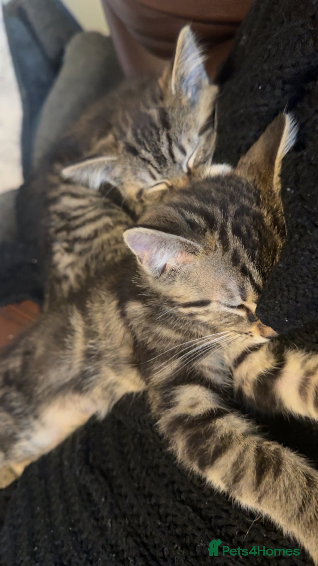 Mixed Breed cats for sale: Kittens available to leave 12th Oct - Image 9