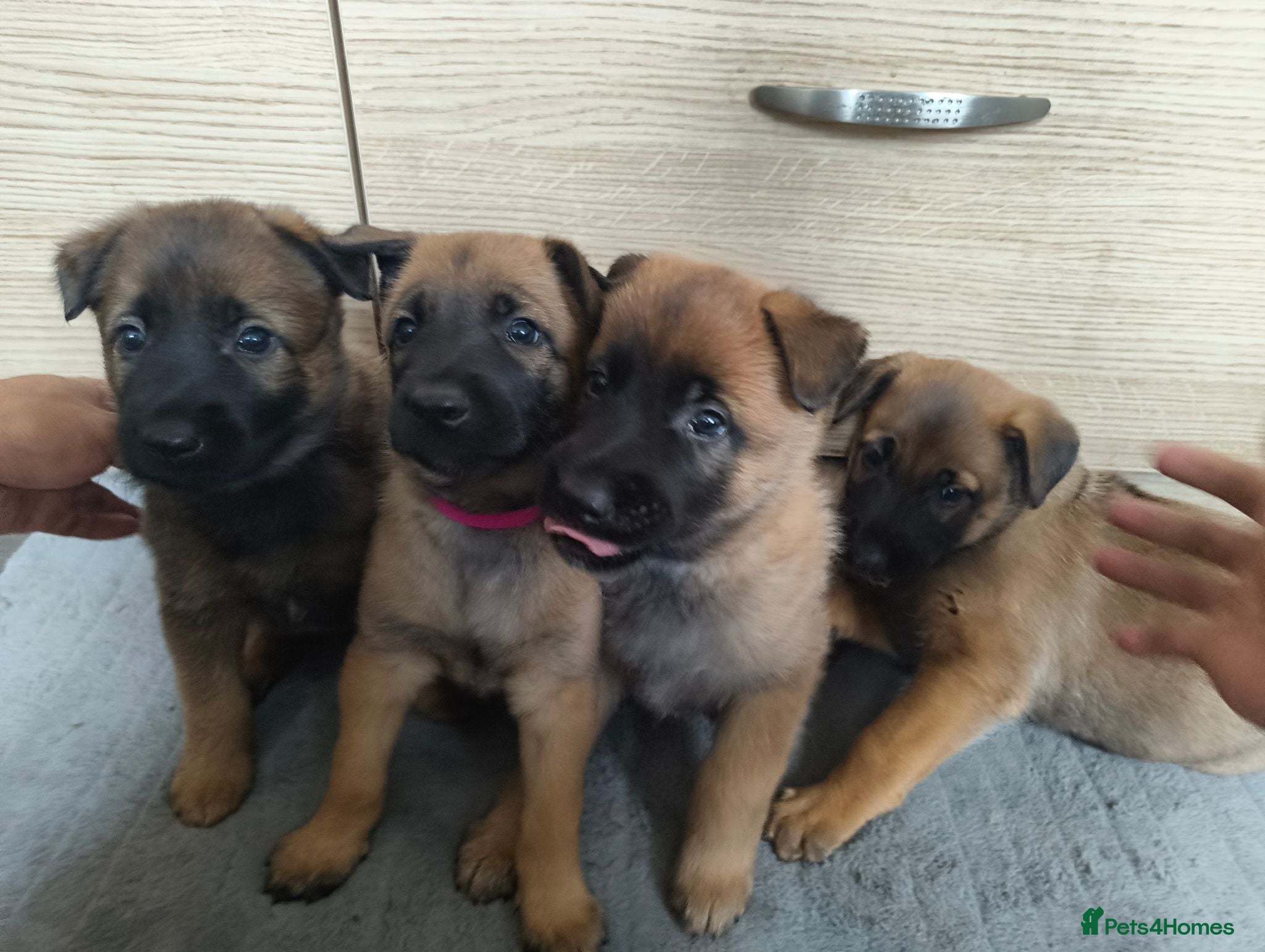 Belgian Shepherd Dog dogs for sale: Belgian Malinois Puppies – Family Raised - Advert 1