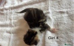 Domestic Shorthair cats for sale: 4 kittens for sale  - Image 9