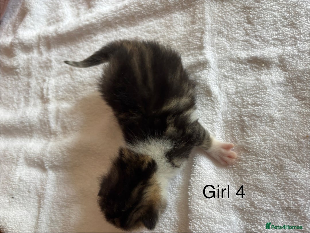 Domestic Shorthair cats for sale: 4 kittens for sale  - Image 9