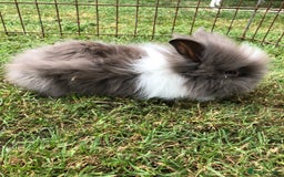Lionhead rabbits for sale: Lion head Rabbits for sale - Image 3