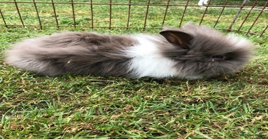 Lionhead rabbits - Advert 6