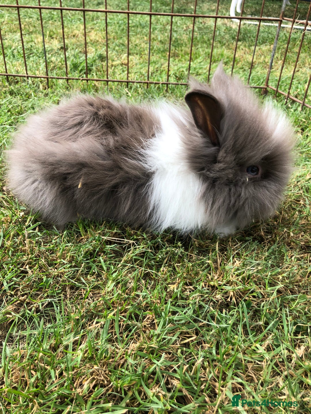 Lionhead rabbits for sale: Lion head Rabbits for sale - Image 3