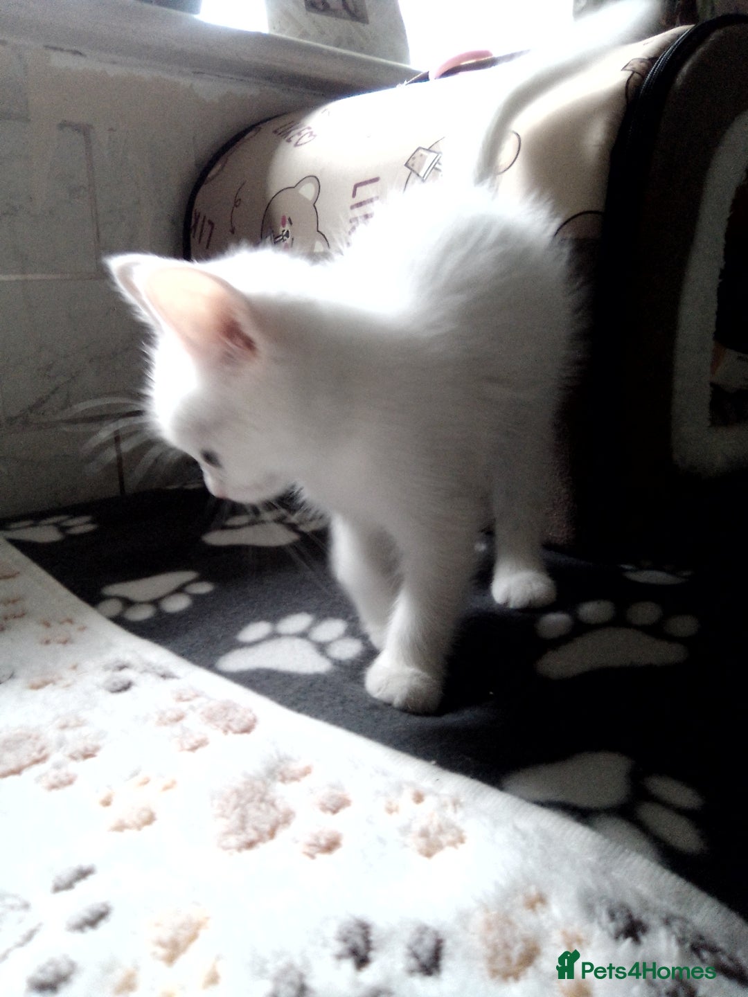Scottish Fold cats for sale: 1 Scottish fold 1 Scottish straight for sale  - Image 4