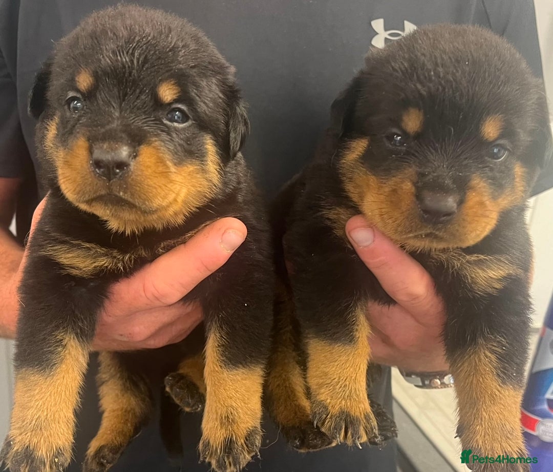 Rottweiler dogs for sale: 🦍🖤🤎KC REG 5 star breeders🤎🖤🦍 - Image 3