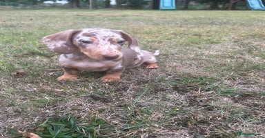 Miniature Dachshund dogs - Advert 3