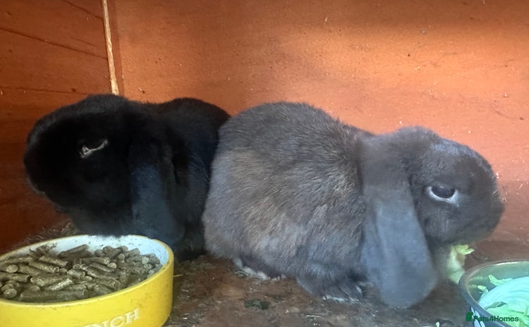 Mini Lop rabbits - Advert 7