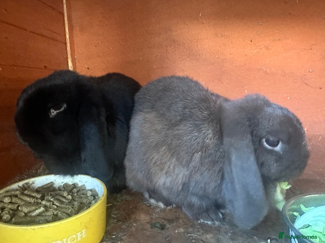 Mini Lop rabbits for sale: 2 female mini lops - Image 1
