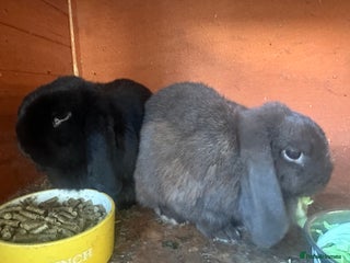 Mini Lop rabbits - Advert 6