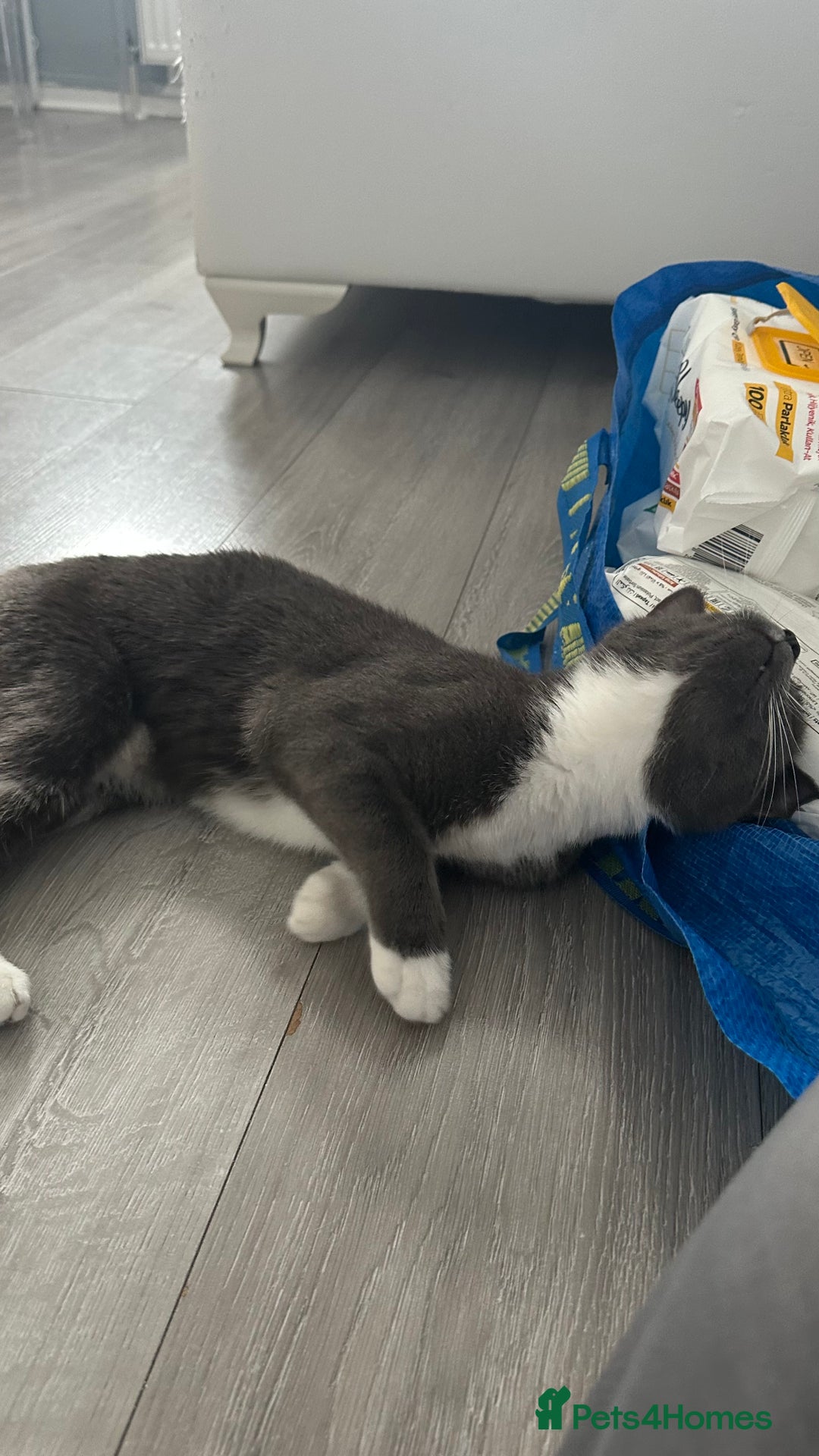 Russian Blue cats for sale: Female cat  - Image 6