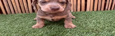 Miniature Dachshund 5