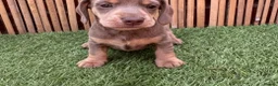Miniature Dachshund dogs for sale: LOVELY MINIATURE DACHSHUNDS PUPPIES FOR SALE in St Andrews - Advert 6