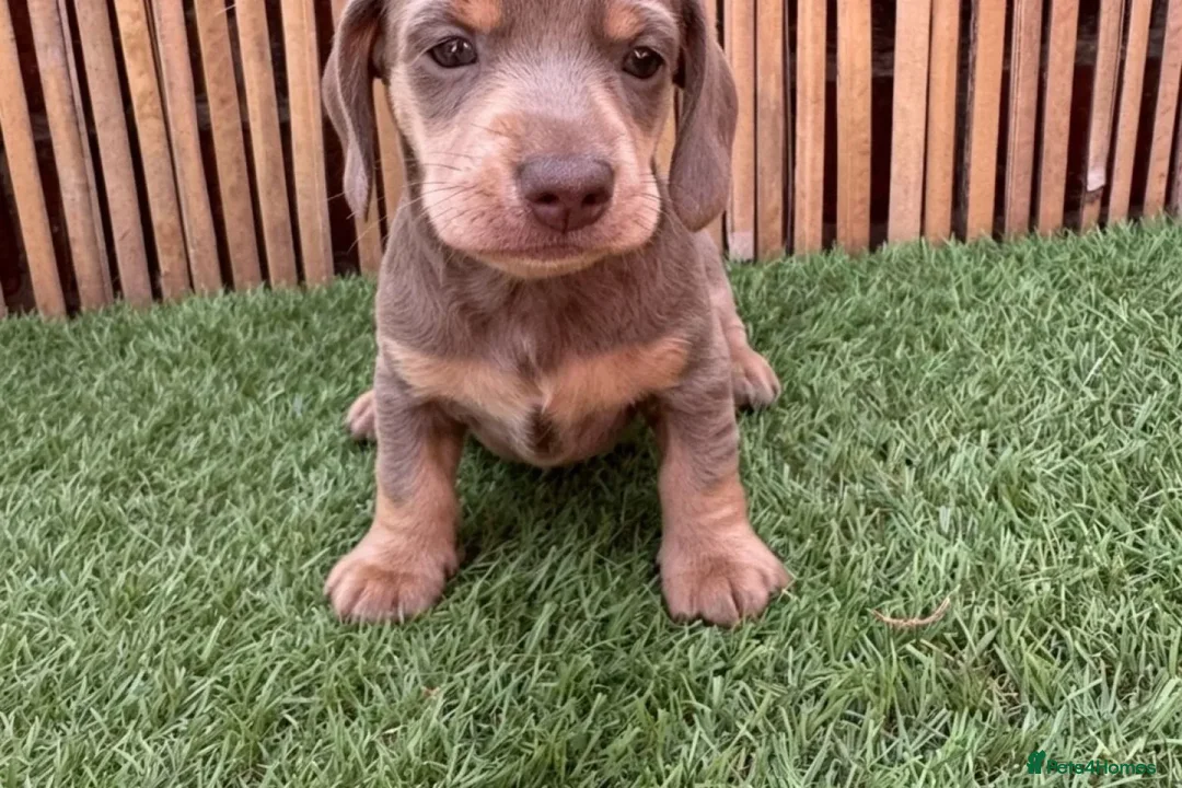 Miniature Dachshund dogs for sale: LOVELY MINIATURE DACHSHUNDS PUPPIES FOR SALE in St Andrews - Advert 6