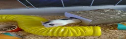 Rat rodents for sale: 2 male rats in Thetford - Advert 15