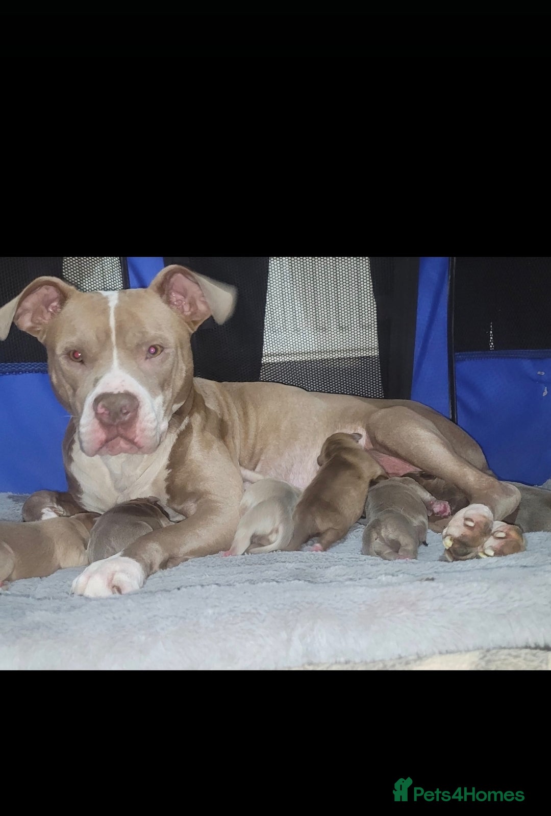 Mixed Breed dogs for sale: 10 month pup looking for forever loving home  - Advert 21