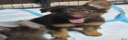 German Shepherd dogs for sale: *RARE* LIVER GERMAN SHEPHERD PUPS in Accrington - Advert 2