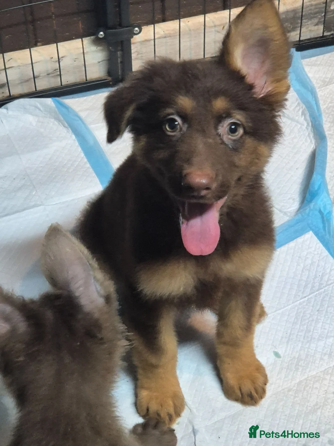 German Shepherd dogs for sale: *RARE* LIVER GERMAN SHEPHERD PUPS in Accrington - Advert 2
