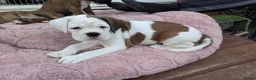 Boxer dogs for sale: Boxer puppy - Advert 2