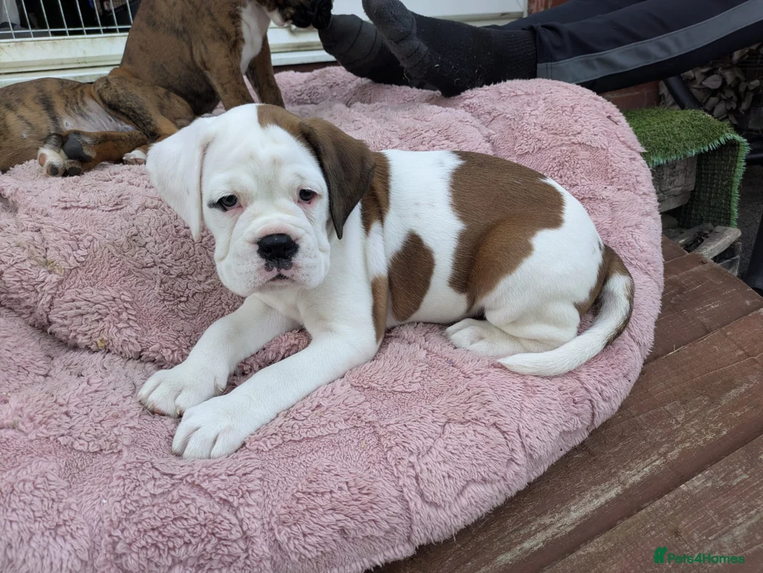Boxer dogs for sale: Boxer puppy - Advert 2