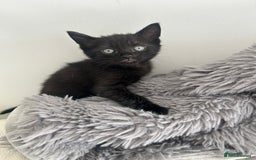 Mixed Breed cats for sale: 1 male black kitten  - Image 3
