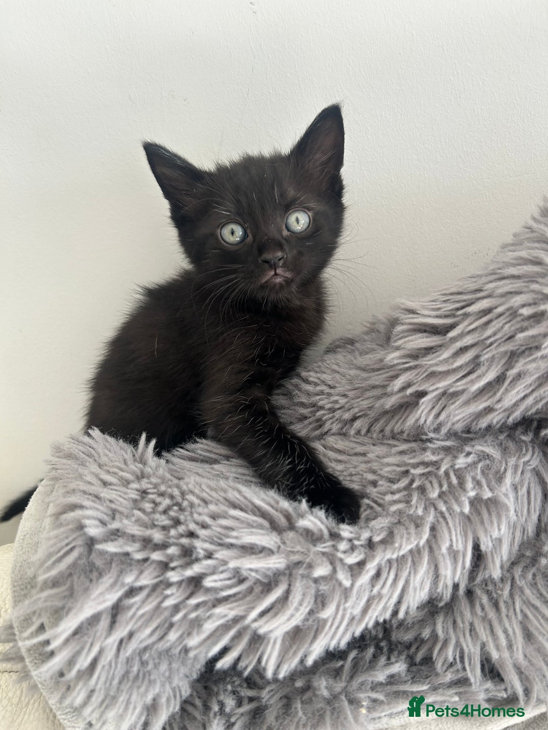 Mixed Breed cats for sale: 1 male black kitten  - Image 3