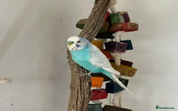Budgerigars birds for sale: Boy budgies  - Image 10