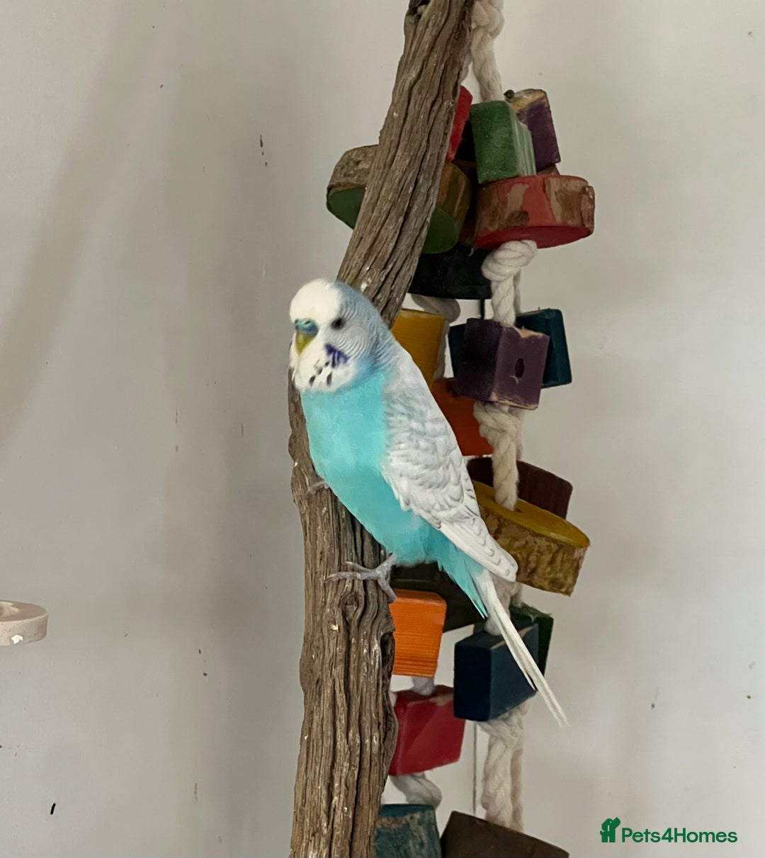 Budgerigars birds for sale: Boy budgies  - Image 10