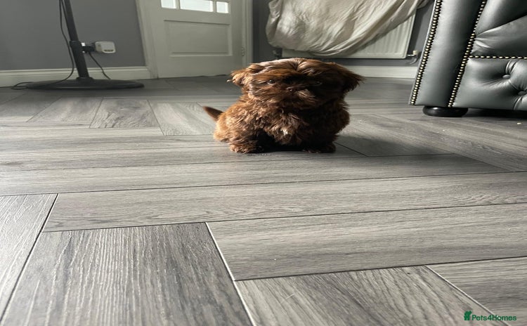 Shih Tzu dogs - Advert 3