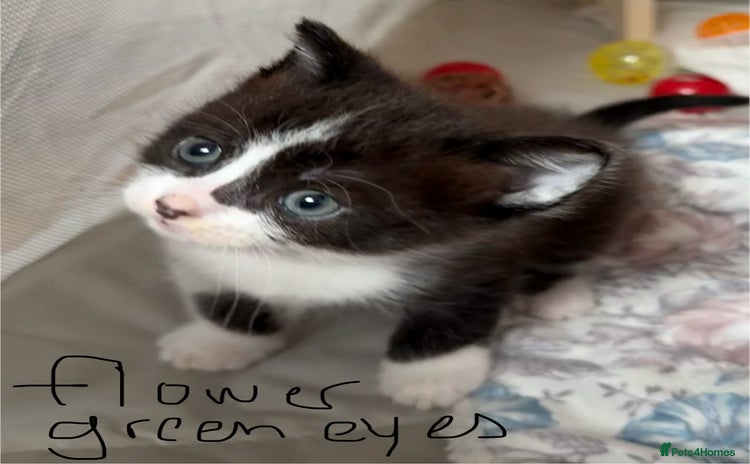 Mixed Breed cats - Advert 2