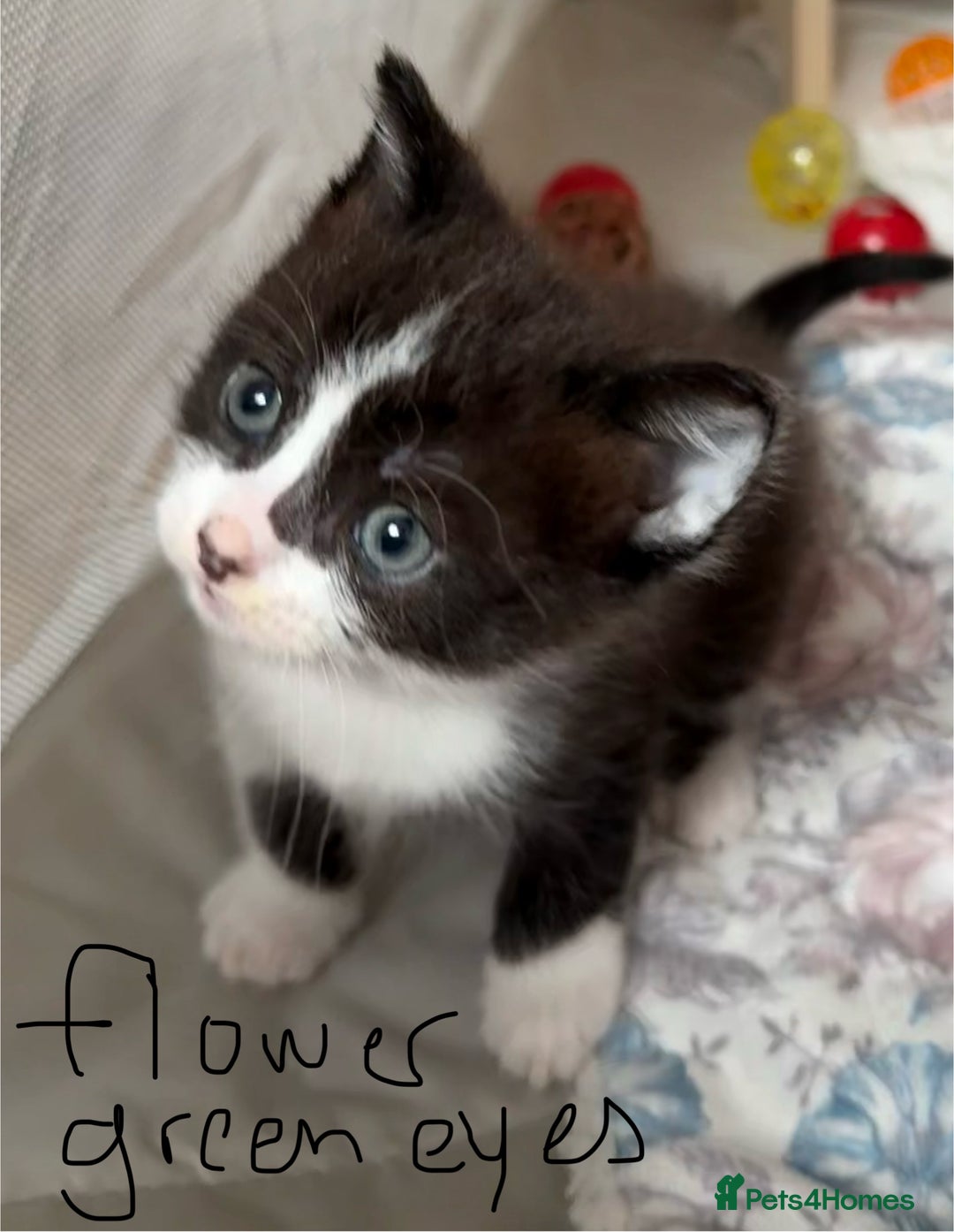Mixed Breed cats for sale: 1 tiny Ragdoll cross female kitten left  - Image 1