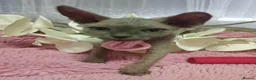 Sphynx cats for sale: Beautiful kittens - Advert 11
