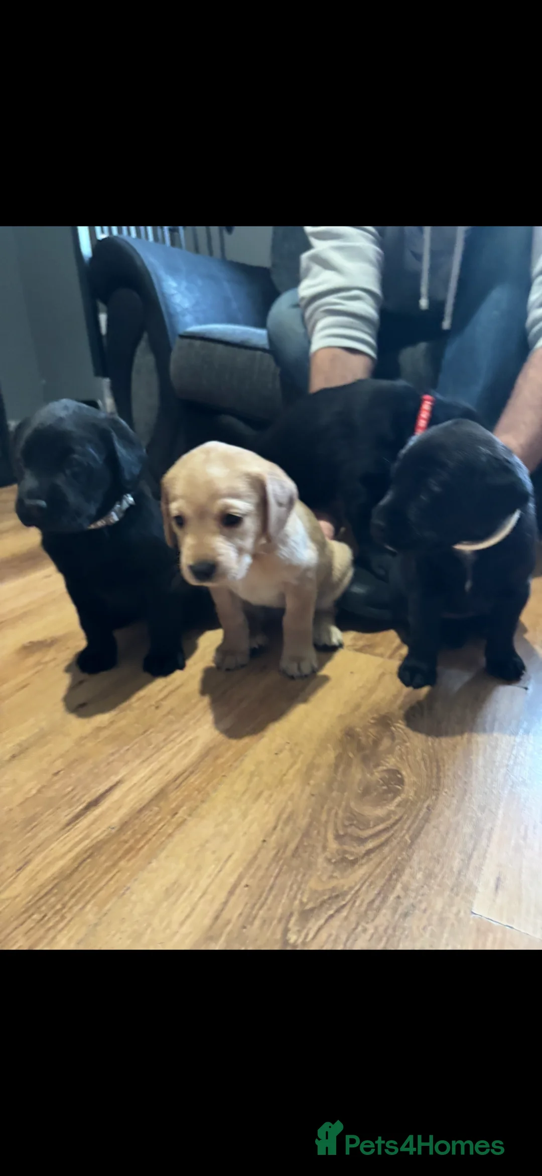 Labrador Retriever dogs for sale: Stunning lab pups - Advert 4